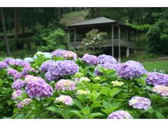 �C�P�����̋��@���������̎ʐ^1