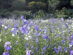 �������@�����傤���̊J���̎ʐ^1