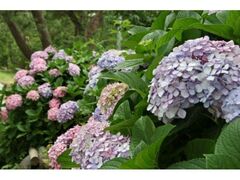 ��l�������̃A�W�T�C�A�X�J�V�����̎ʐ^1