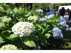 ��֐_�Ђ̂��������̎ʐ^1