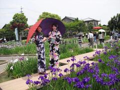 �ݗt�����̉Ԃ��傤�Ԃ̎ʐ^1