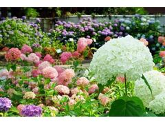 ��ː��C�����j�����̃A�W�T�C�̎ʐ^1