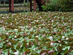 ���F�x����暎��@�X�C�����̎ʐ^1