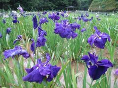 �񌩂��傤�ԃ��}���̐X�̃V���E�u�̎ʐ^1