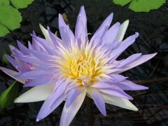 �X�C�����W�̎ʐ^1