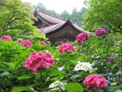 �����֎��̃A�W�T�C�̎ʐ^1