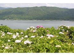 �]���΂����������̃A�W�T�C�̎ʐ^1