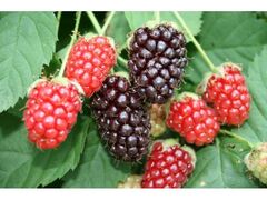 �A�h�x���[���n�� in ���̉w�����̗����ǂ���̎ʐ^1