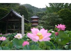 �O���ˎ��̘@�̎ʐ^1