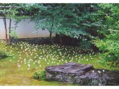 �����̉Ԃ����ł��̎ʐ^1