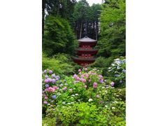 ��D���̃A�W�T�C�̎ʐ^1