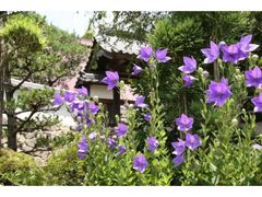 �����傤�̗��̎ʐ^1