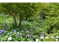 �R�c�r�����̃A�W�T�C�̎ʐ^1