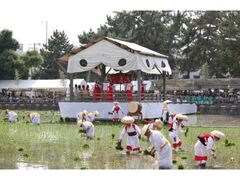 ��c�A�_���̎ʐ^1