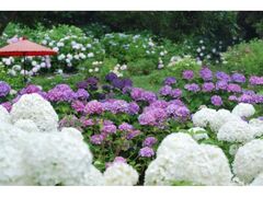 ��x�r�����̃A�W�T�C�̎ʐ^1