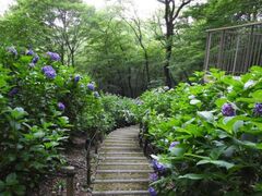 ��������̃A�W�T�C�̎ʐ^1