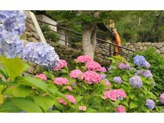 ���J���̃A�W�T�C�̎ʐ^1