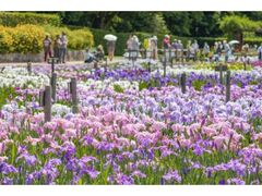 �ޗǌ��c�n���u�ˌ����̃n�i�V���E�u�̎ʐ^1