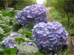 ���R�ӂ邳�ƌ����̃A�W�T�C�̎ʐ^1