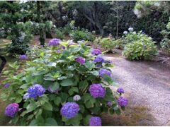 �{�����̃A�W�T�C�̎ʐ^1