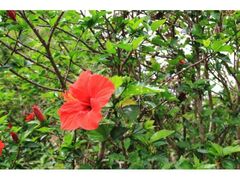 �n�≀�n�̃n�C�r�X�J�X�̎ʐ^1