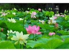 ���쒬�̃n�X�̎ʐ^1