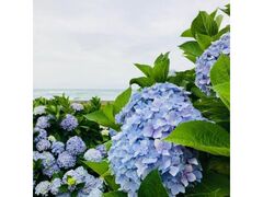 �����������������̃A�W�T�C�̎ʐ^1