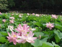 �r�_�J�j�Ռ����̌Ñ�n�X�̎ʐ^1