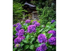 ���Ǝ��̃A�W�T�C�̎ʐ^1