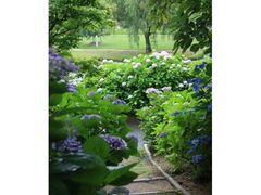 ���܂ˉԂ̋��̃A�W�T�C�̎ʐ^1