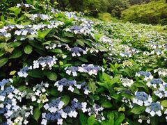 �f�R�n�[�u�K�[�f���@�n�[�r���̃A�W�T�C�̎ʐ^1