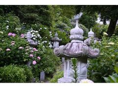 ���R���@�@�̃A�W�T�C�̎ʐ^1