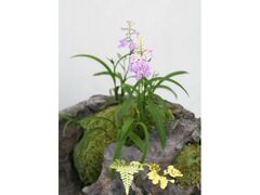 �L���s�A�������@�E�`���E�����W�̎ʐ^1