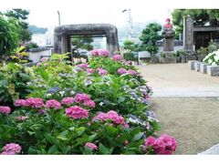 �������̃A�W�T�C�̎ʐ^1