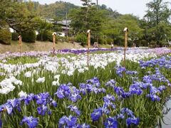 �g�������̉ԏҊ��̎ʐ^1