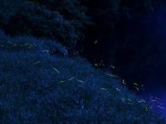 �z�^���܂�in��܂��̎ʐ^1