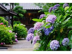 �������̃A�W�T�C�̎ʐ^1