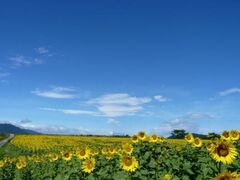 ���R�n��̃q�}�����̎ʐ^1