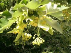 �b���@�@�����܂�̎ʐ^1