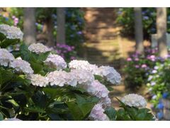 ������̂��������̎ʐ^1