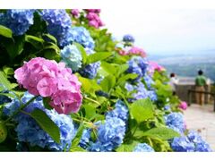 �����̑�̃A�W�T�C�̎ʐ^1