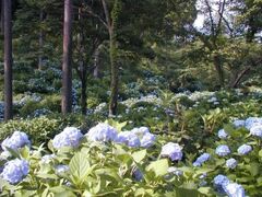 �O���[���s�A�����̃A�W�T�C�̎ʐ^1