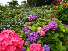 �吹���@���z�Ԃ܂�̎ʐ^1