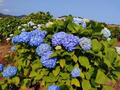 ���Ã�������̃A�W�T�C�̎ʐ^1