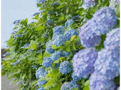 �Z�g���R�����̃A�W�T�C�̎ʐ^1