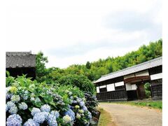 ���򎩑R�����̃A�W�T�C�̎ʐ^1