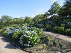 ���R�n������̃A�W�T�C�̎ʐ^1