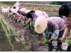 �֓c��c�A�Ղ̎ʐ^1