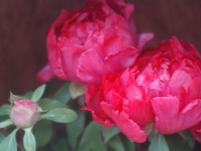 ΉO@Peony Garden Tokyo in Tsukuba