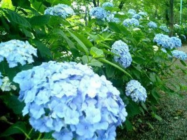 ̕_̑HR̃AWTC̓eʐ^1